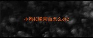 小狗拉稀带血怎么办