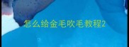 怎么给金毛吹毛教程