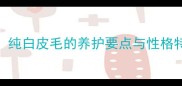 白色哈士奇颜色纯白皮毛的养护要点与性格特点新手必看