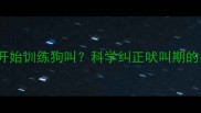 专业指南雪纳瑞3-6个月开始训练狗叫科学纠正吠叫期的关键细节附训练方案