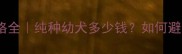 哈士奇价格全纯种幼犬多少钱如何避免踩坑
