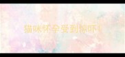 猫咪怀孕受到惊吓