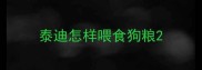 泰迪怎样喂食狗粮