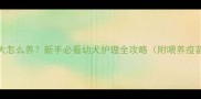 哈士奇1个月大怎么养新手必看幼犬护理全攻略附喂养疫苗训练干货