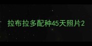 拉布拉多配种45天照片