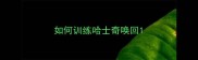 如何训练哈士奇唤回