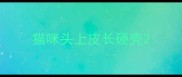 猫咪头上皮长硬壳