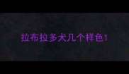 拉布拉多犬几个样色