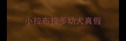 小拉布拉多幼犬真假