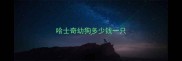 哈士奇幼狗多少钱一只