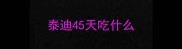 泰迪45天吃什么