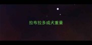 拉布拉多成犬重量