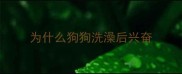 为什么狗狗洗澡后兴奋