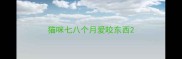 猫咪七八个月爱咬东西