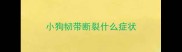 小狗韧带断裂什么症状