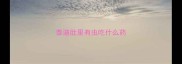 泰迪肚里有虫吃什么药