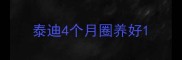 泰迪4个月圈养好