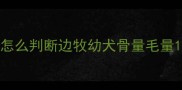 怎么判断边牧幼犬骨量毛量