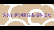 狗狗如何判断疫苗接种成功