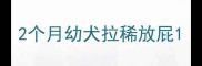 2个月幼犬拉稀放屁