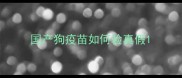 国产狗疫苗如何验真假