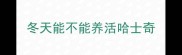 冬天能不能养活哈士奇