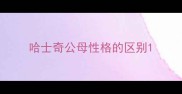 哈士奇公母性格的区别