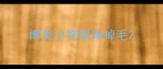 博美小狗眼角掉毛