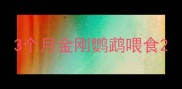 3个月金刚鹦鹉喂食