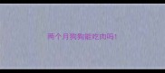 两个月狗狗能吃肉吗