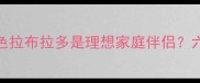 为什么说白色拉布拉多是理想家庭伴侣六大核心优势