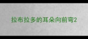 拉布拉多的耳朵向前弯