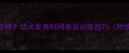 小狗什么时候会走路幼犬发育时间表及训练技巧附成长阶段对照表