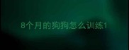8个月的狗狗怎么训练