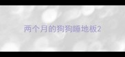 两个月的狗狗睡地板