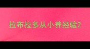 拉布拉多从小养经验