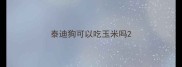 泰迪狗可以吃玉米吗