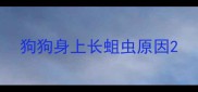 狗狗身上长蛆虫原因