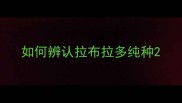 如何辨认拉布拉多纯种
