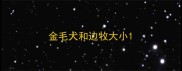 金毛犬和边牧大小