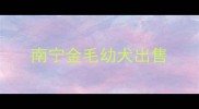 南宁金毛幼犬出售
