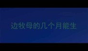 边牧母的几个月能生