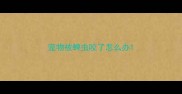 宠物被蜱虫咬了怎么办