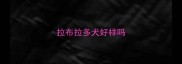 拉布拉多犬好样吗