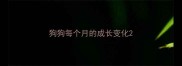 狗狗每个月的成长变化