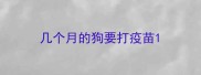 几个月的狗要打疫苗