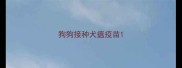狗狗接种犬瘟疫苗