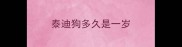 泰迪狗多久是一岁
