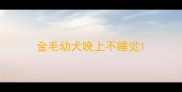 金毛幼犬晚上不睡觉