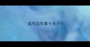 成年边牧重十多斤